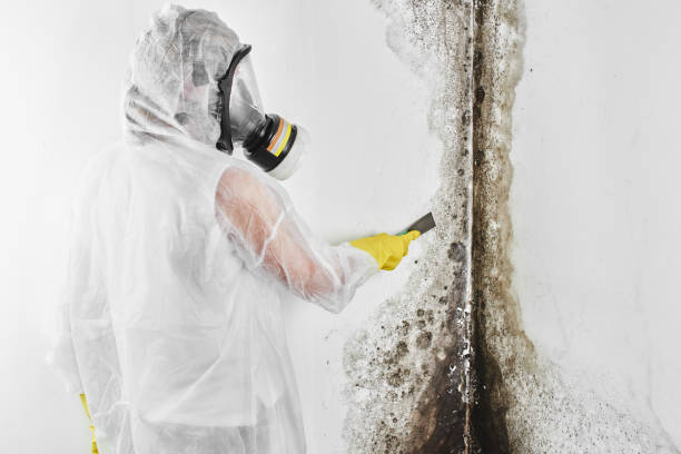 Best Bathroom Mold Remediation in Gillett, WI