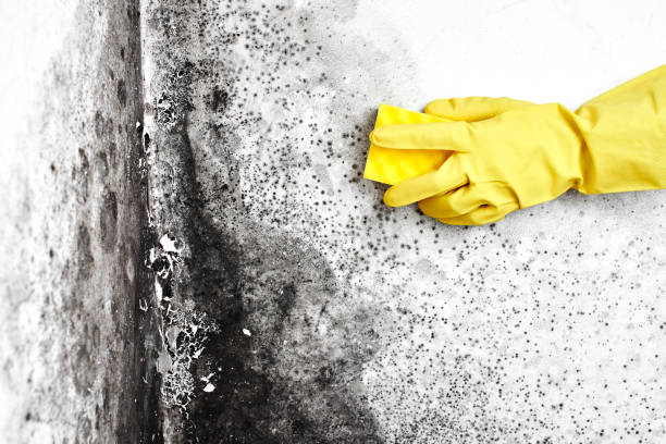 Best Mold Testing and Inspection Services in Gillett, WI
