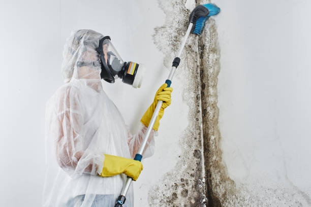 Best Preventive Mold Services in Gillett, WI
