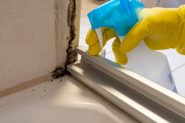 Best Basement Mold Remediation in Gillett, WI