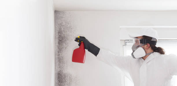 Best Post-Flood Mold Remediation in Gillett, WI