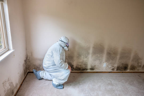 Best Crawl Space Mold Remediation in Gillett, WI
