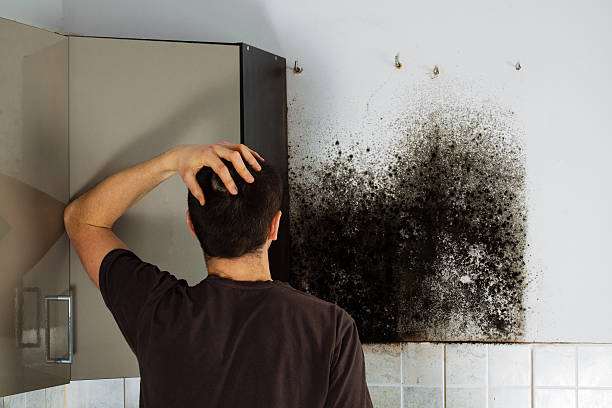 Trusted Gillett, WI Mold Remediation Experts