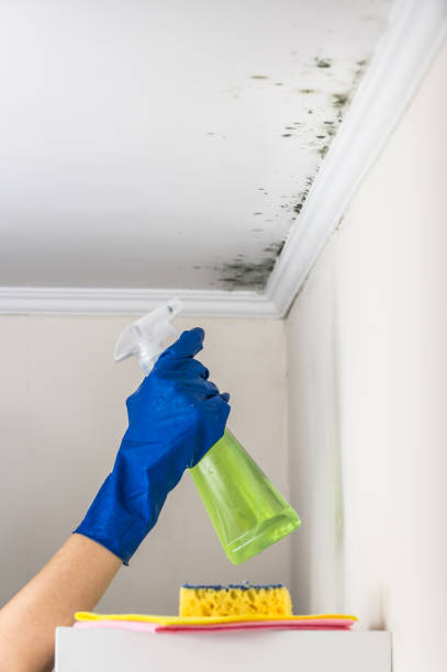 Best Post-Flood Mold Remediation in Gillett, WI