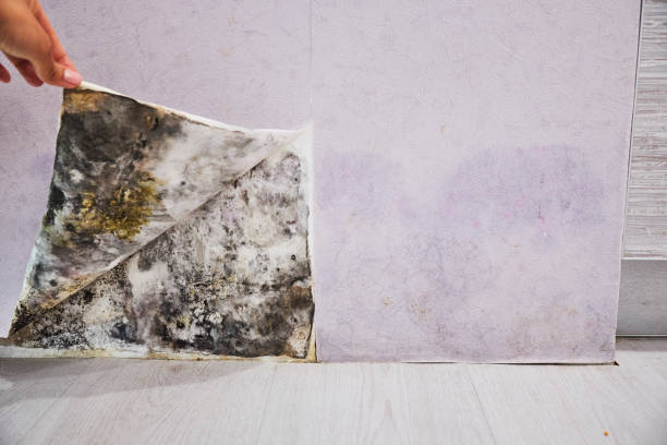 Best Attic Mold Remediation in Gillett, WI